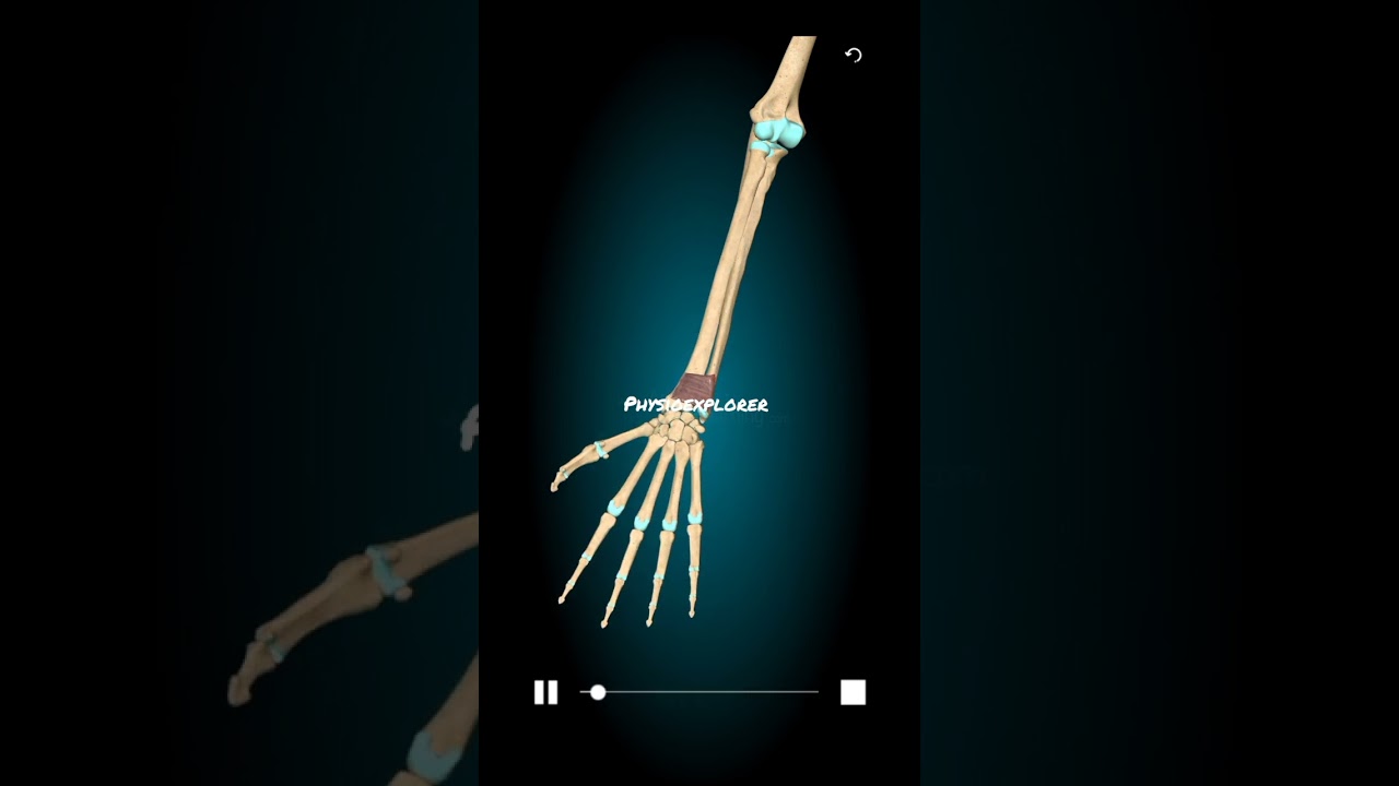 Pronator quadratus muscle function 