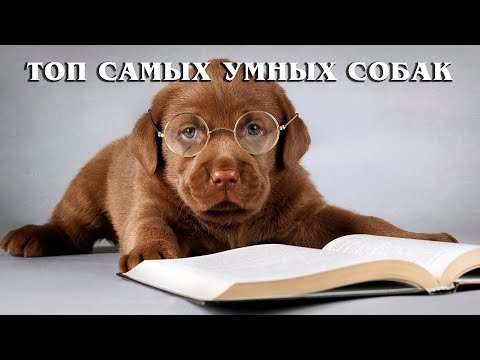 Самые умные и способные собаки | Интересные факты про породы собак