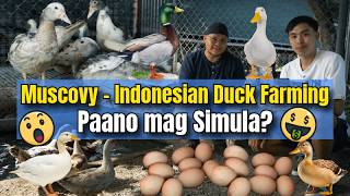 Muscovy Indonesian Duck Farming - Paano mag Simula?