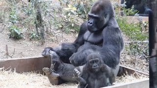 Gorilla ⭐ Momotaro stops touching Kintaro as soon as Genki arrives. [Momotaro family]