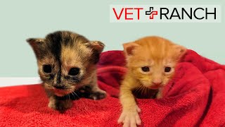 Newborn Homeless Kittens 'Dropped Off' SAVED! by Vet Ranch 22,916 views 3 months ago 9 minutes, 32 seconds