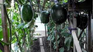 Vườn bí đao Toronto