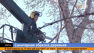 В Красноярске завершают сезон плановой обрезки деревьев