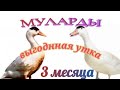 УТКА В ТРИ МЕСЯЦА. Как ощипать утку.