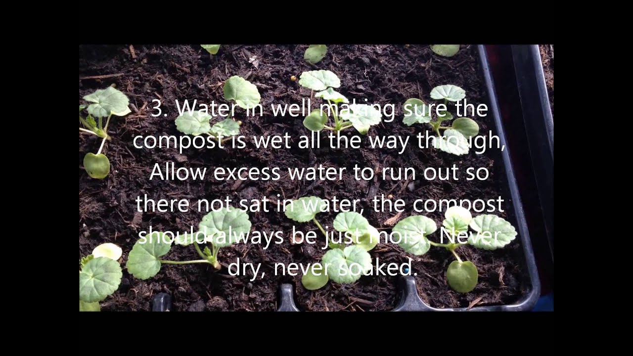 Geranium/Pelargonium Simple steps to grow from seed. YouTube