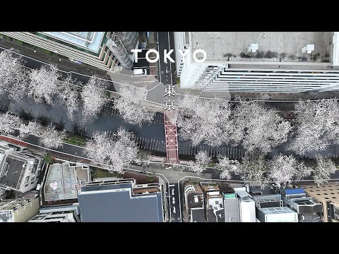 目黒川 桜 ドローン 空撮 東京都 目黒区Drone Aerial View "Cherry Blossoms on Meguro River" in Meguro-ku, Tokyo