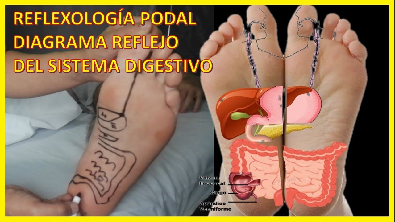 ⚕️ Reflexología Podaldiagrama Reflejo Del Sistema Digestivo Youtube 
