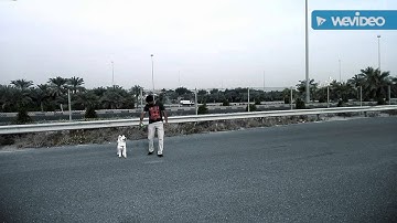 Fluffy runs freely as on 11/3/2016