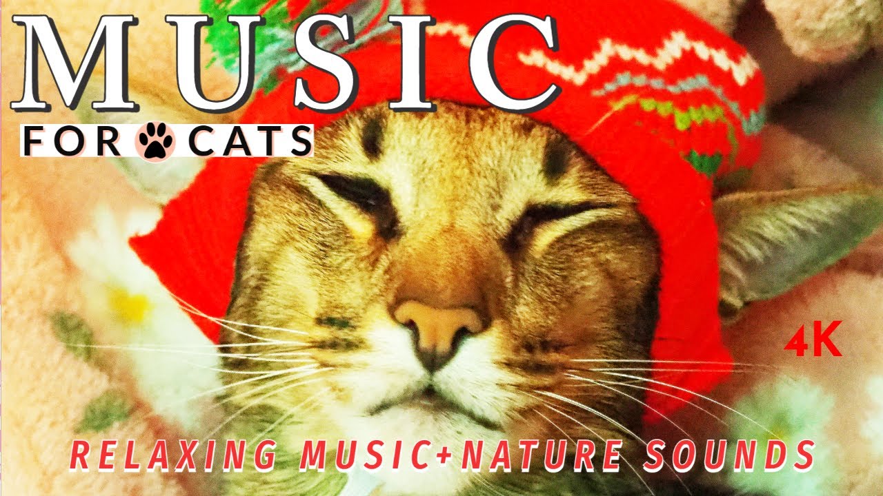 Daisy s Diary 4 Music For Cats To Fall Asleep Cat Music Calming Cat daisy-s-diary-4-music-for-cats-to-fall-asleep-cat-music-calming-cat