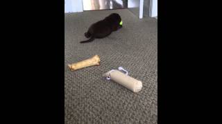6-week old Grizzly playing with toys by Benjamin Nelson 233 views 8 years ago 1 minute, 27 seconds