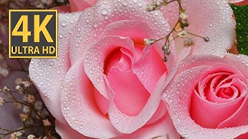 Captivating Rose Bouquets in Stunning 4K Macro Video | Exquisite Floral Beauty
