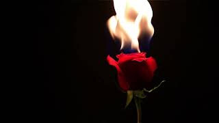 Odeal - Roses (interlude ) {slowed + Reverb}