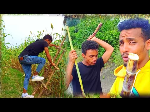 ቪዲዮ: ማሽላ ምንድነው?