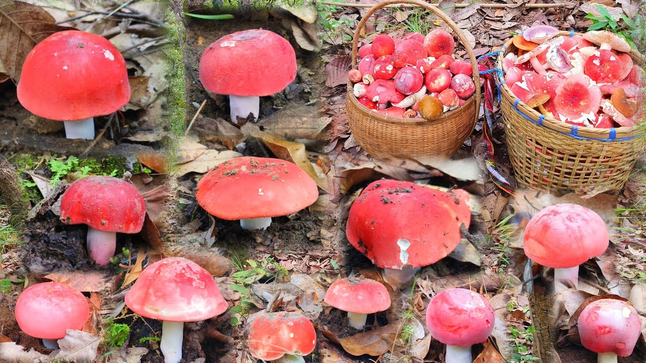 เก็บเห็ดก่อแดงหลวงหมานคือเก่าอยู่เน้อ ได้สองต่าครับ 20 มิถุนายน 2568