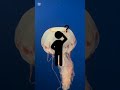 The ocean made a jellyfish that refuses to die.‎#immortaljellyfish #weirdnature #learnsomething‎‎