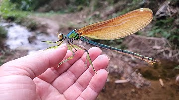 Vòng đời của chuồn chuồn