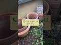 猛暑をゆるく楽しむ🐞夏前ルーティン #ガーデニング #庭 #gardening