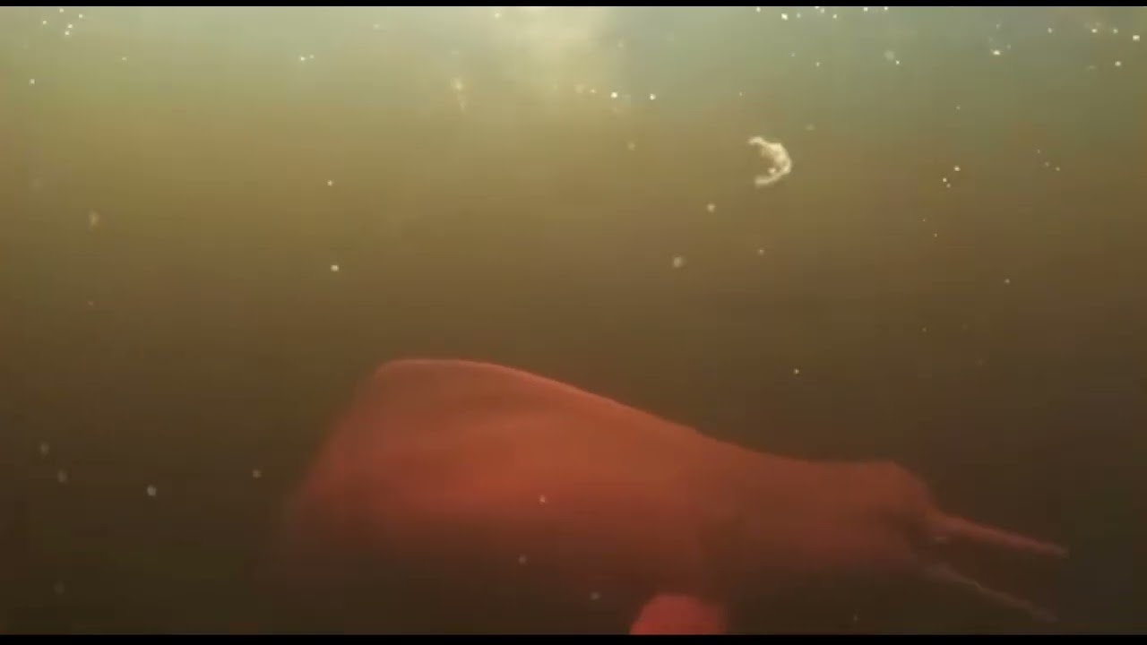 Endangered Species Project