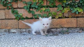 Lonely Kitten was starving and asking for help