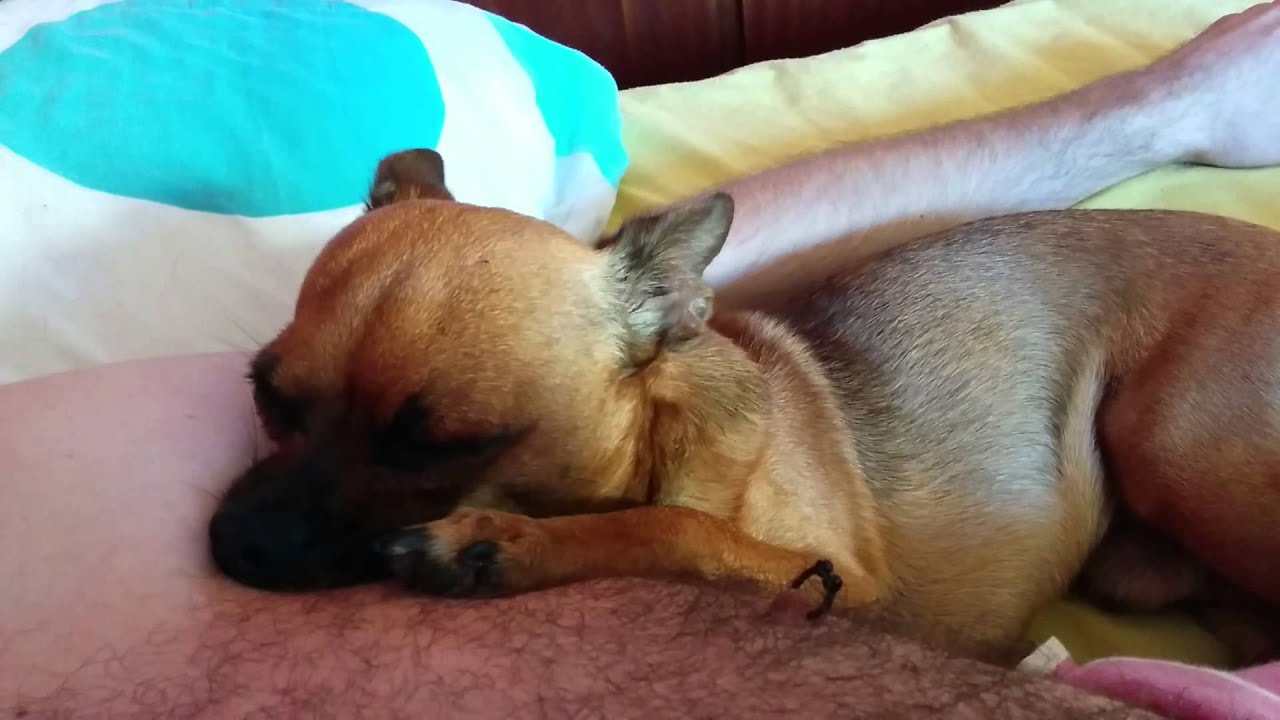 9 year old dog trying to breastfeed on his owners armpit YouTube