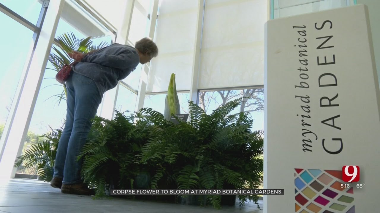 Myriad Botanical Gardens Prepare For Rare Plant To Bloom