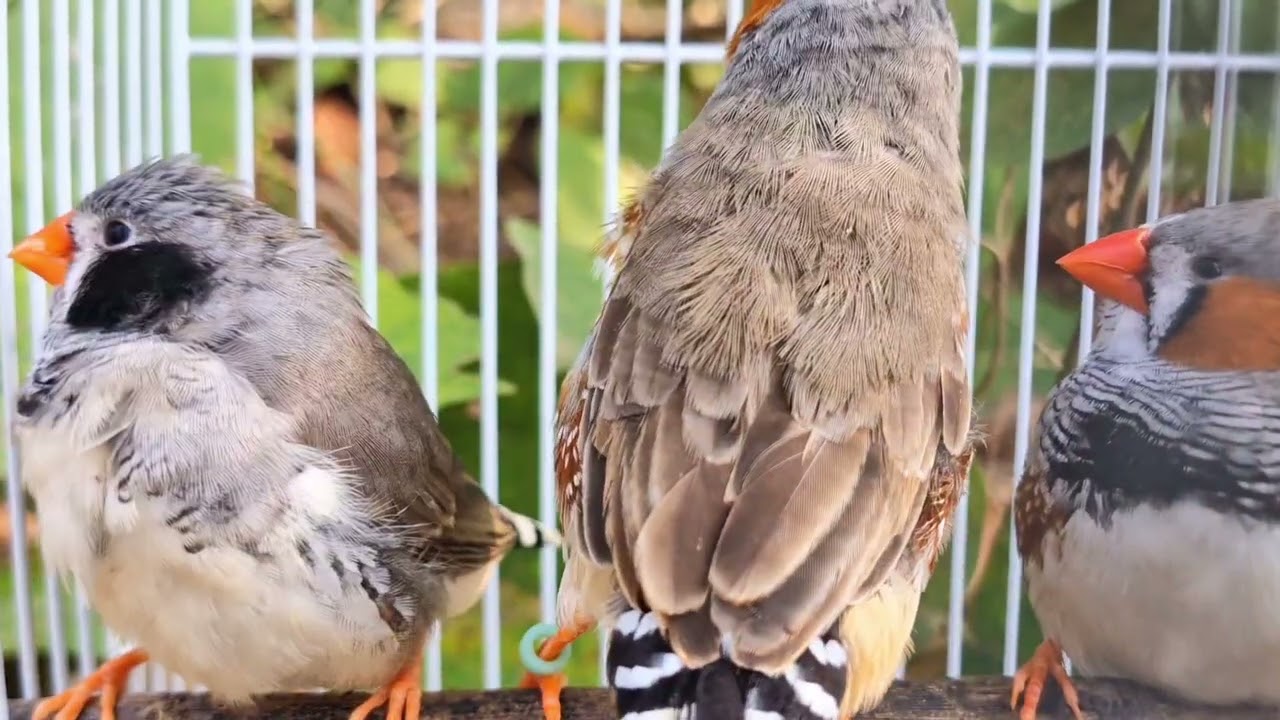 Zebra finch sounds The little bird woke up early and sang a song.