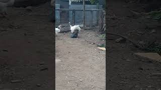 cruzamento de galinha de angola com galo cruzamento de galinha de angola com galo