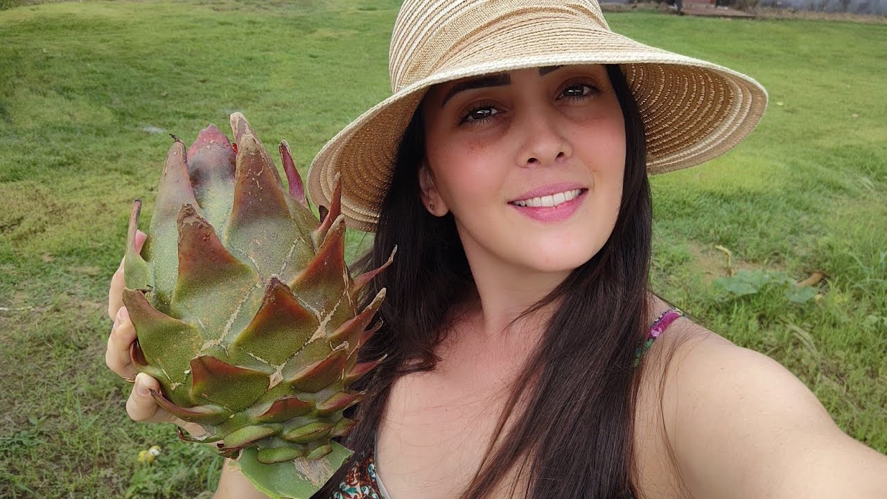 Pitaya Asunta 5 GIGANTE!