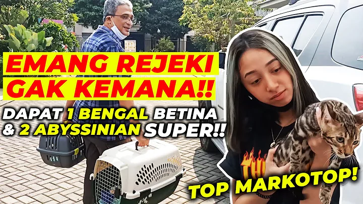 Video 1327501: kucing abyssinian, blue abyssinian, bengal, cat lovers kucing