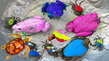 Kem Ốc và cua Chanel lái công nông đuổi theo cua xanh nước biển, con ếch, máy xúc, rùa màu sắc, cá.