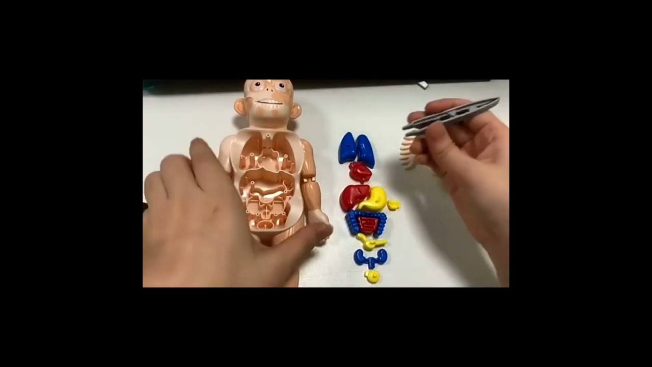 Organ Teaching Aod For Children