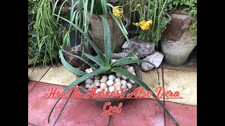How To Harvest Aloe Vera Gel