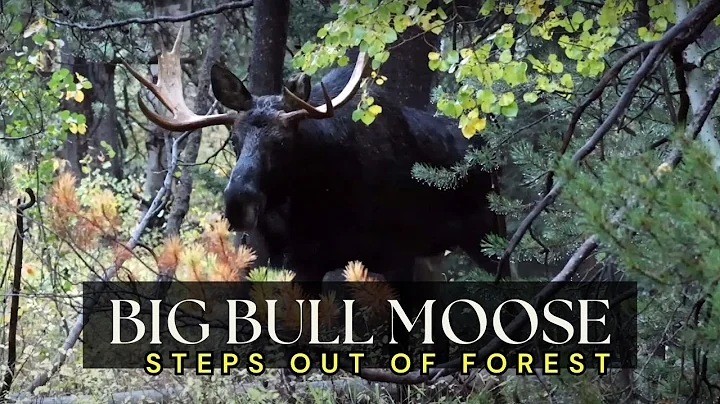 Huge Bull Moose Unveils it's Majestic Presence at Grand Teton Park! #moose #wildlife