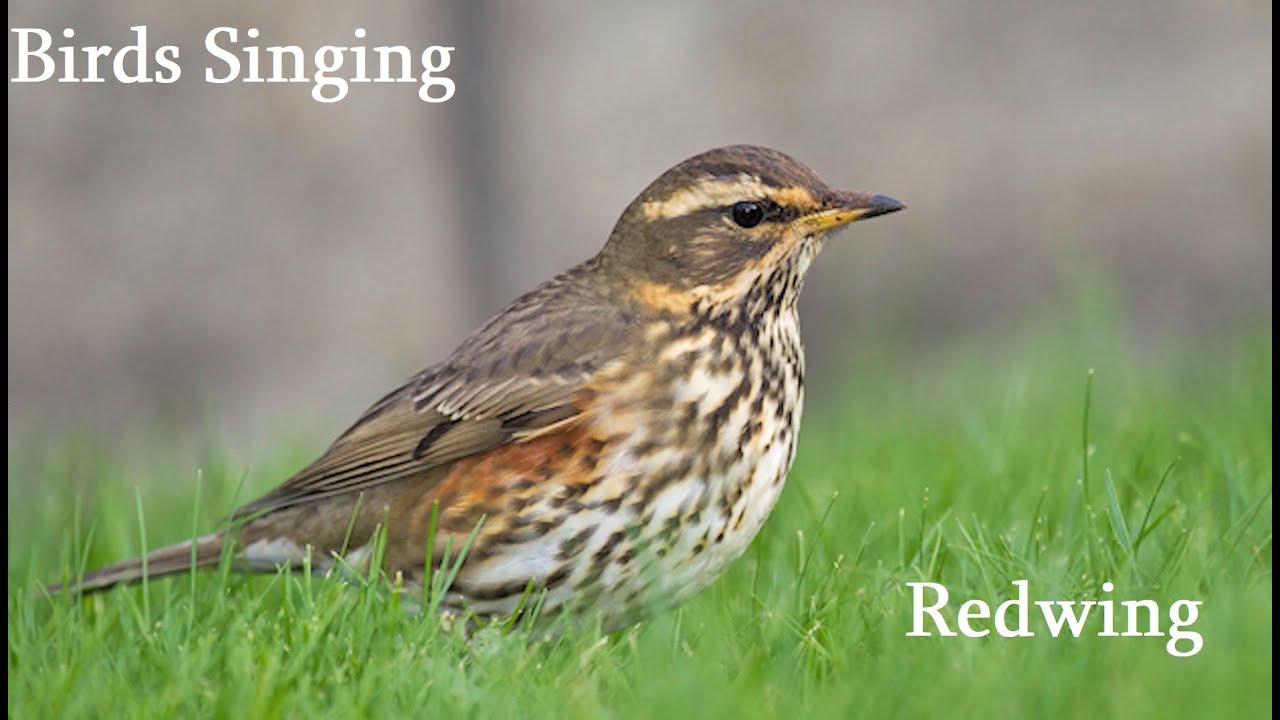 Birds Singing - Redwing - Sounds of Nature
