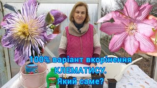 Як розмножити КЛЕМАТИСИ🌸кілька варіантів#клематис#квіти#розмноженняклематисів#черенкуванняклематису