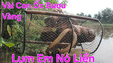 Dùng Ốc Bươu Vàng Làm Mồi Đặt Lờ Cá Hiệu Quả Tuyệt Vời - Dính Lươn Đồng To Vàng, Cá Lóc Đồng Khủng 