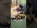 赤ちゃんの弟が好きすぎてハグしちゃう兄犬#ハスキン#シベリアンハスキー#ハスキー#犬と赤ちゃん#大型犬のいる生活 #家族
