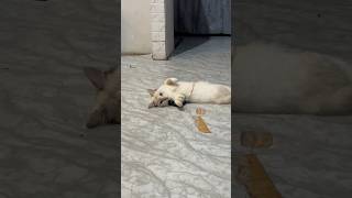 Download Lagu That’s so cute!! #cat #cats #catvideos #catsmeoww5 #catshorts #shorts #funny MP3 Download Lagu That’s so cute!! #cat #cats #catvideos #catsmeoww5 #catshorts #shorts #funny MP3