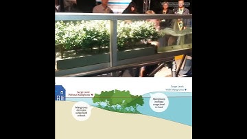 How mangrove forests protect the coast