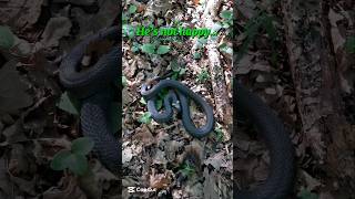 Angry grass snake in Lithuania. #travel #Snake #Wildlife #Nature #Lithuania