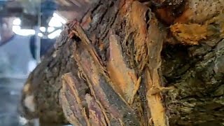 Check Out How We Cut Pine Wood For Furniture Sawmill