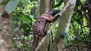 Armadillo climbing a tree | Armadillo