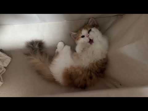 Kitten yawns cutely after being greeted in Guangdong, China