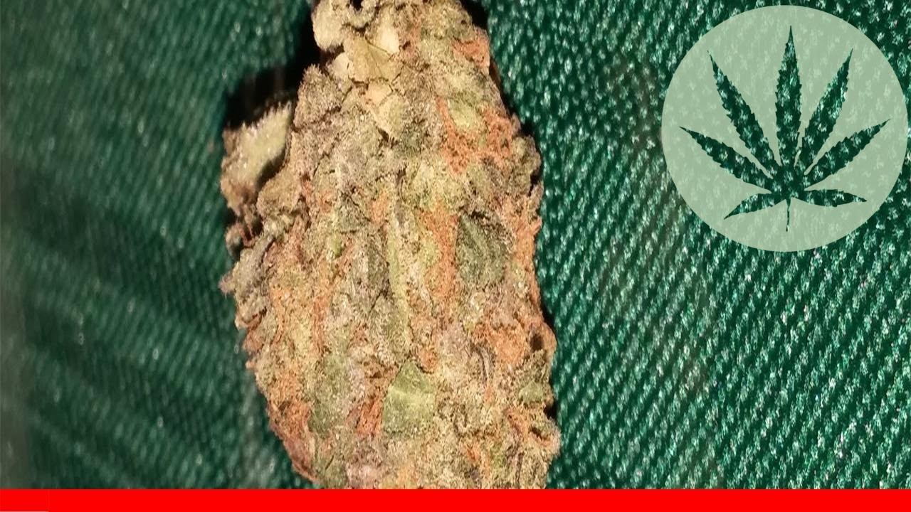 Killer Queen - All About This Strain