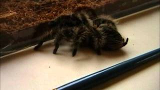 Tarantulas New Home