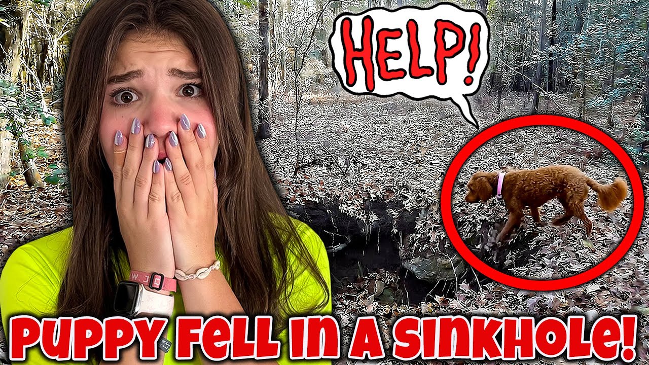 Моя собака упала в огромную яму!
