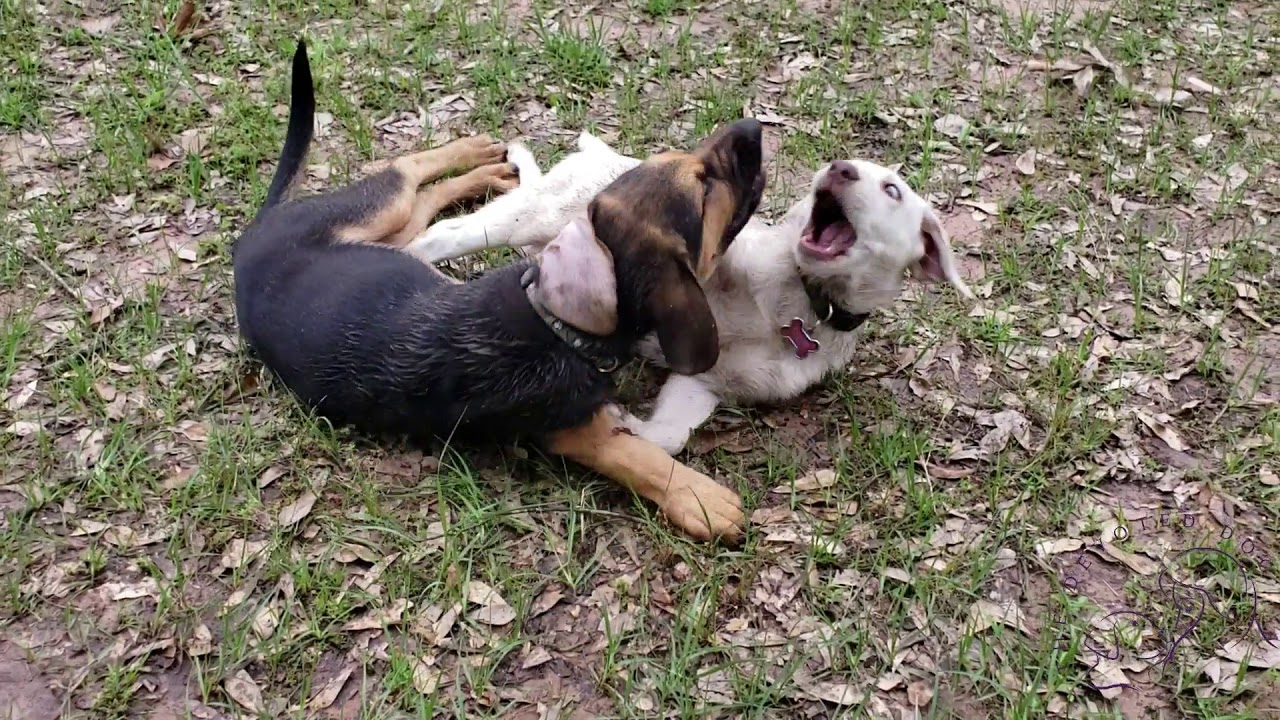 10 week old Bloodhound/German Shepherd puppy, Copper | Houston dog ...
