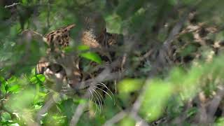 FIRST RELEASE OF OCELOTS IN IBERÁ