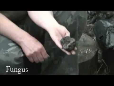4 Bushcraft Fire Ignition Methods by Natural Pathways