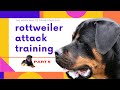 Rottweiler Attack Training Guide To Training Your Rottweiler (Part5) how to house train a dog